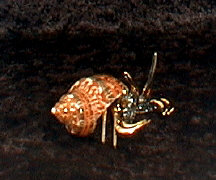 Hand Blown glass Hermit Crab w/22 kt gold accents, from Key West    